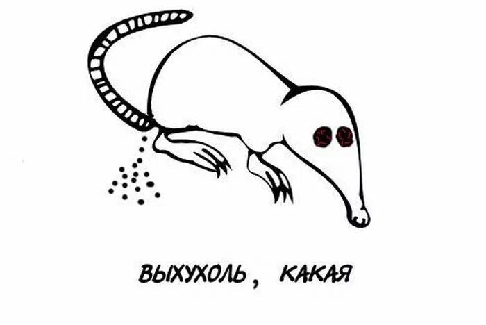 Анекдот ежик выхухоль. Скелет выхухоли. выхухоль приколы. выхухоль и нахухоль. выхухоль нахухоль похухоль.