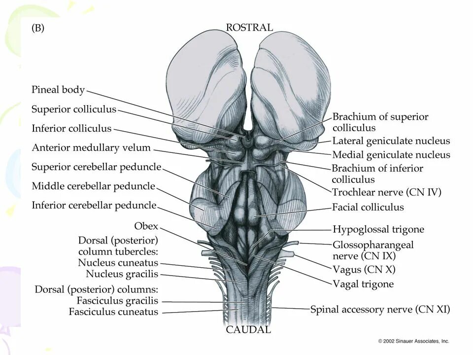 Colliculus superior. Colliculus inferior анатомия. obex анатомия. colliculus superior анатомия. colliculus inferior латынь.