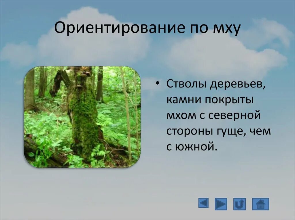 Ориентирование по мху. Ориентирование по мху на деревьях. Ориентирование в лесу по мху. Ориентирование на местности по мху. Мох растет на северной стороне