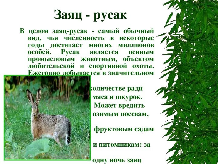 Сколько заяц в длину. Сколько заяц в длину