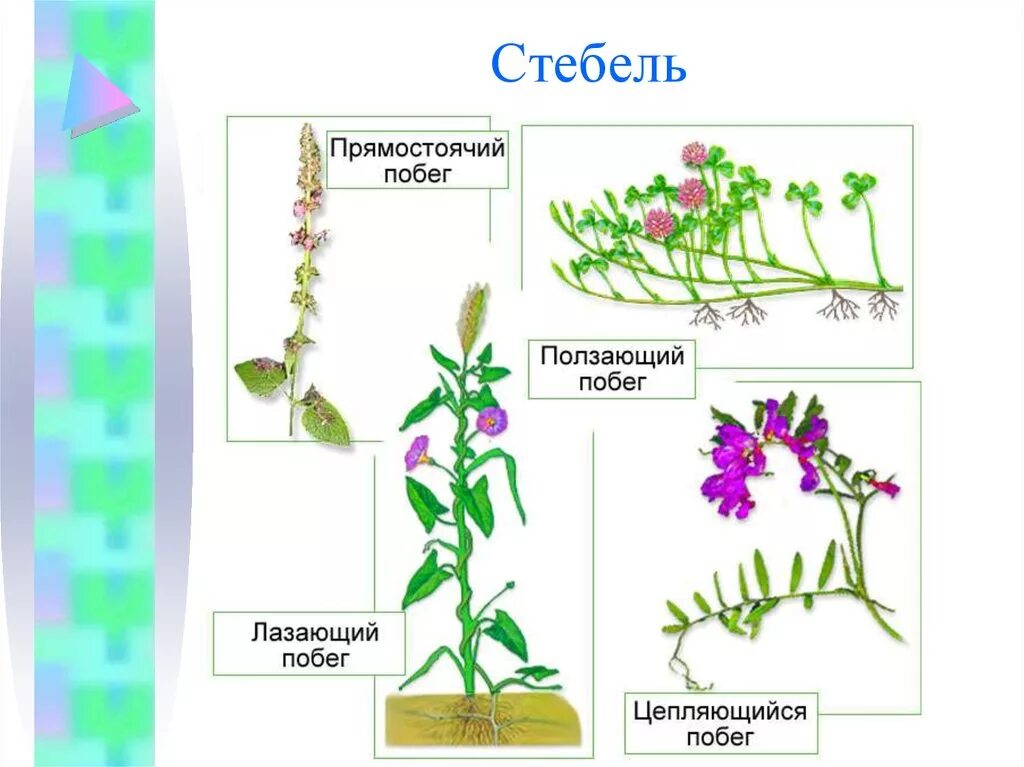 Покрытосеменные растения побег. Стебель покрытосеменных растений. Типы роста стебля. Стебли прямостоячие вьющиеся лазающие ползучие. Прямостоящие побеги стебля.