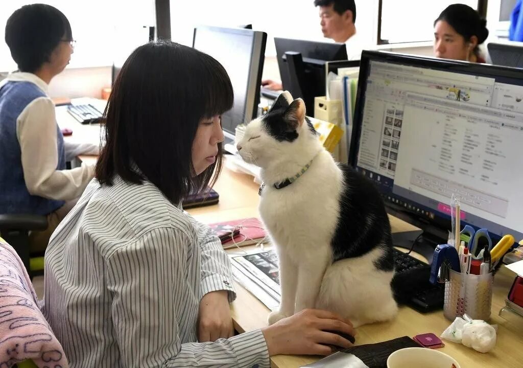 Cats не работает