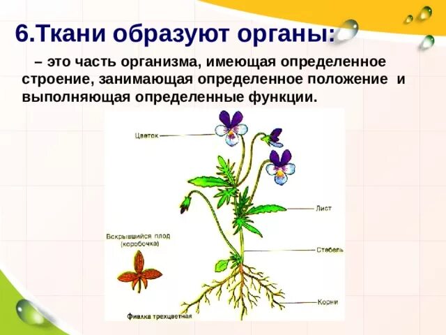 Растительный организм примеры. Царство растений строение. Особенности царства растений. Характеристика царства растений. Общая характеристика царства растений 5 класс биология.