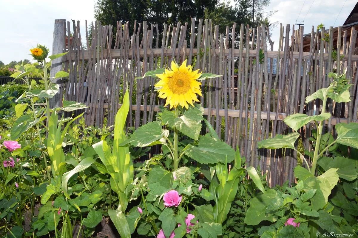 Подсолнухи живая изгородь. Подсолнечник декоративный дон жуан. Забор плетень с подсолнухами. Солнечный подсолнух. Подсолнечник в огороде.