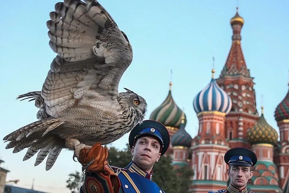 В городе соколе жить