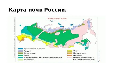 Почвы практически не развиты какая природная зона