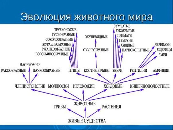 Эволюция биологическая система. Эволюция животных таблица с простейших до млекопитающих.