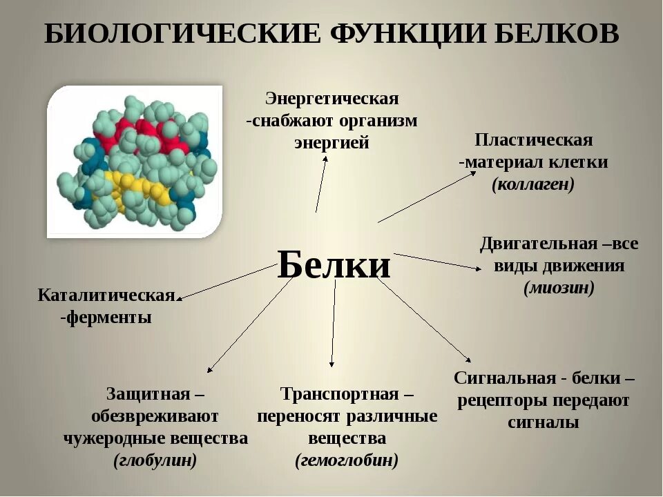Белки в коже функция. Роль бедков в организм. белки роль в организме. функции белков в организме человека. функции белка в организме.
