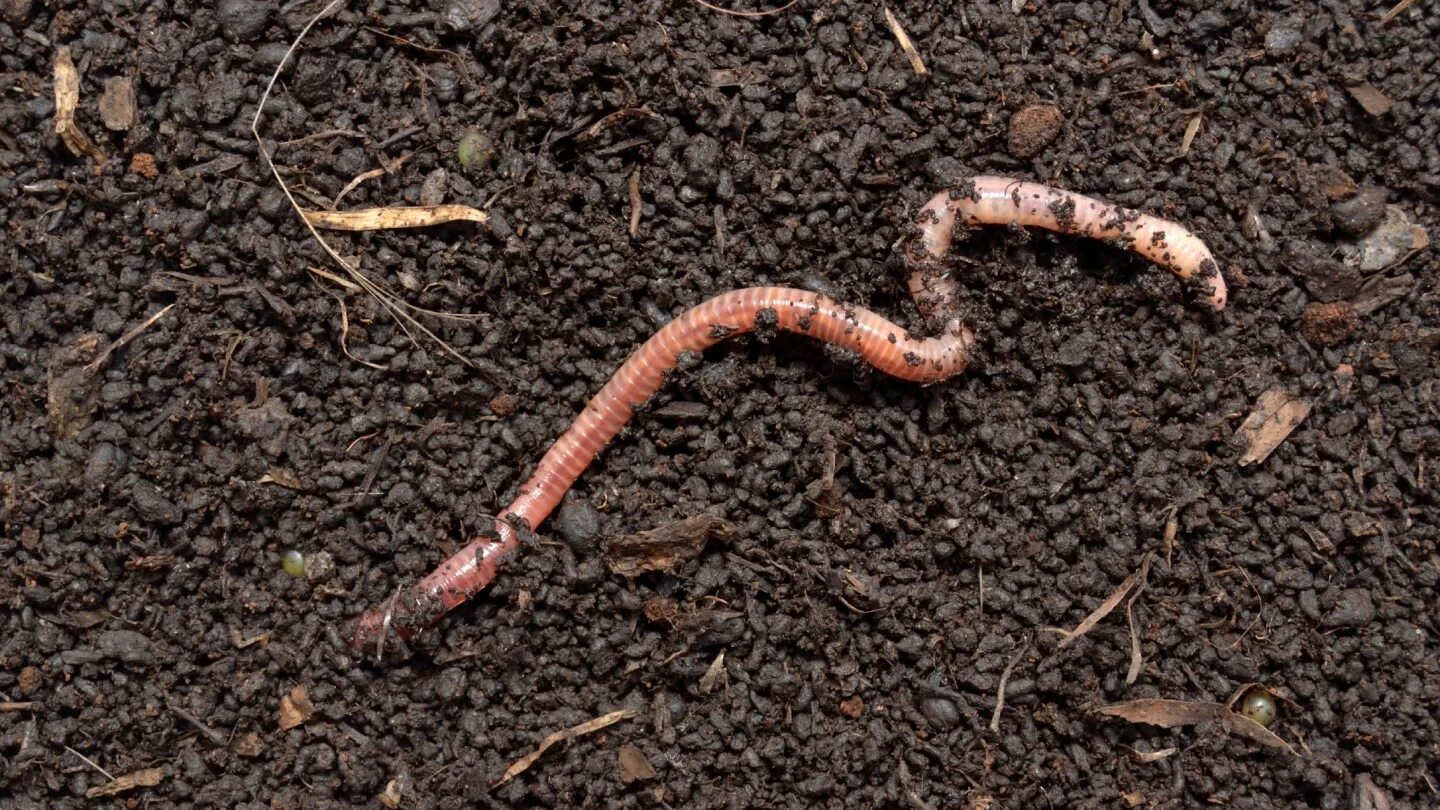 Животные поверхности почвы. Дождевой червь выползок. Выползок змеи. Дождевые черви вермикультура.