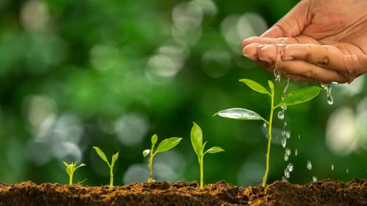 экологическое процветание. охрана окружающей среды. природа экология. интегрированная защита растений. чистая почва.