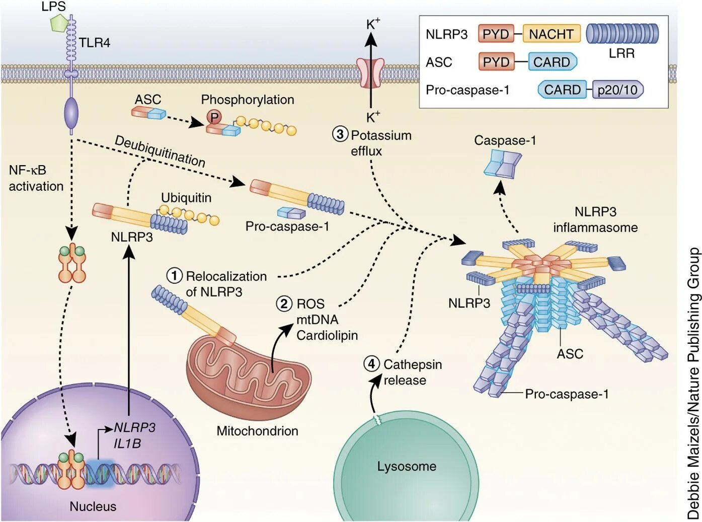 Прайминг это. Активация инфламмасомы nlrp3. Воспаление nlrp3. Inflammasomes in diseases. Активация каспазы 3.