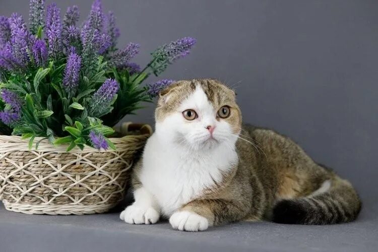 кошка вислоухая британская питомники. питомник шотландских кошек сноу. кошка вислоухая британская питомники. стандарт породы кошек скоттиш фолд. кошка вислоухая британская питомники.