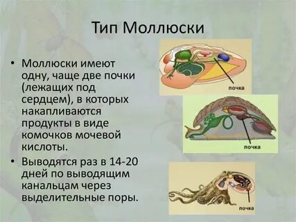 Какие классы объединяют тип моллюсков