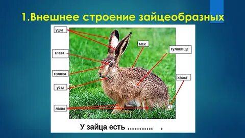 Строение зайца
