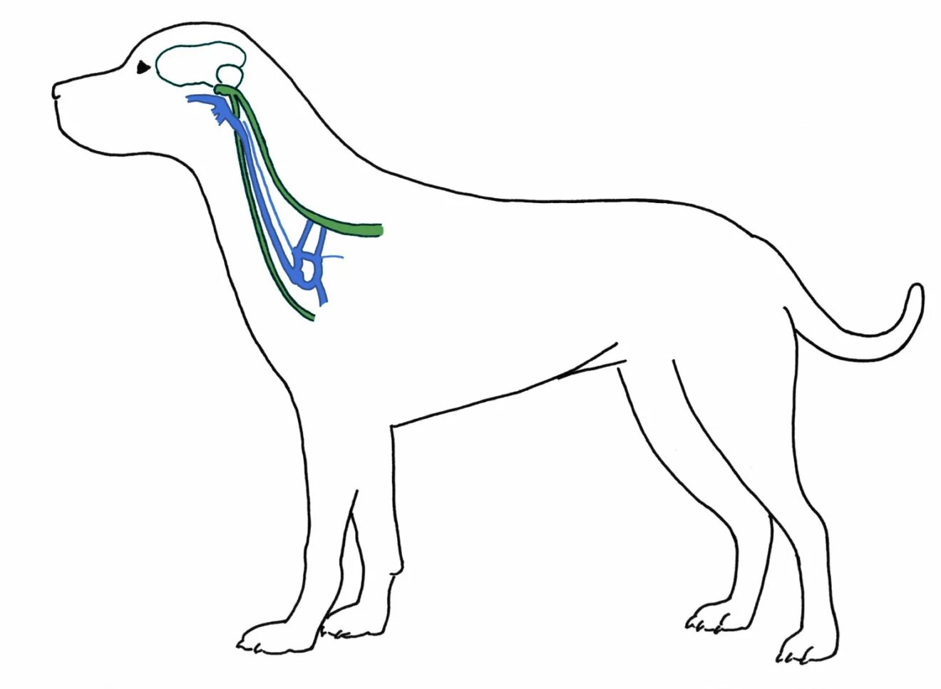 Нервная система собаки. Лимфатические узлы шеи собаки. Увеличены лимфоузлы у собаки