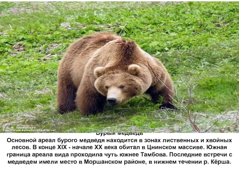 Бурый медведь порядок. Бурый медведь в Тамбовской области. Красная книга Тамбовской области бурый медведь. Ареал бурого медведя. Описание медведя.