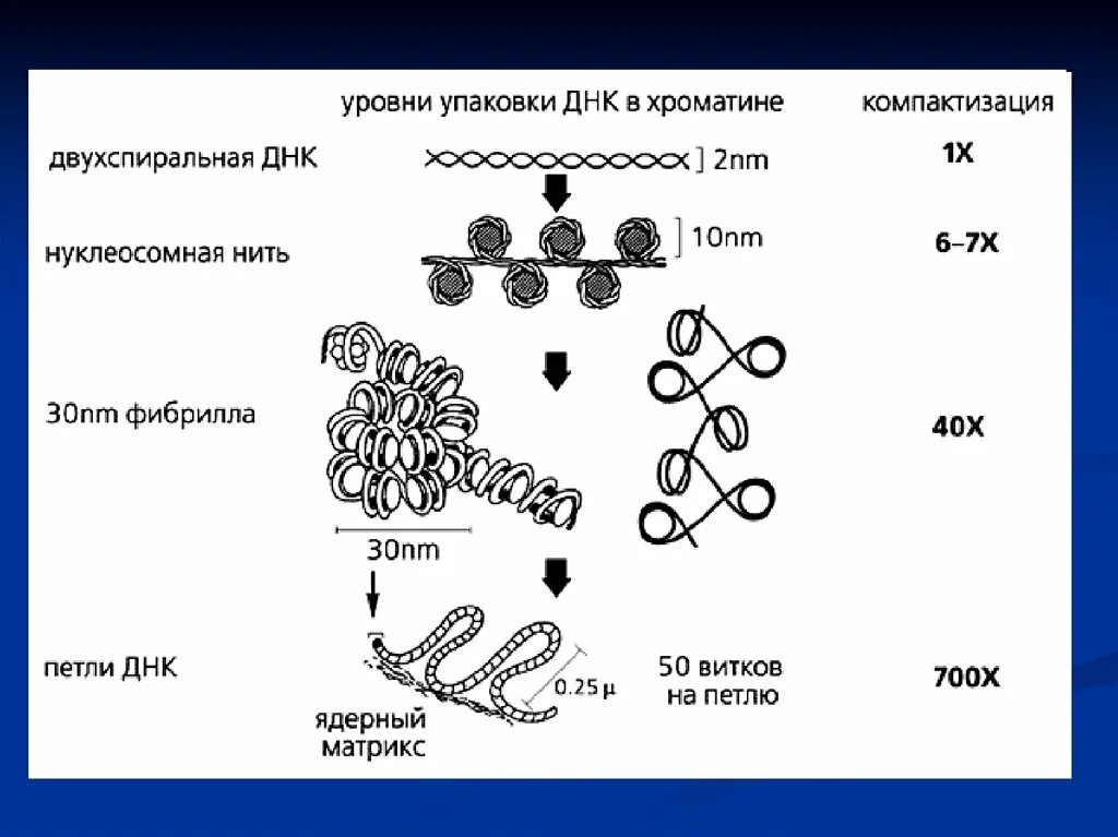 Эукариотическая клетка молекула днк. Уровни упаковки ДНК В хромосоме. Уровни упаковки ДНК В хромосоме эукариот. Уровни упаковки ДНК В метафазную хромосому. Уровни компактизации ДНК эукариот.