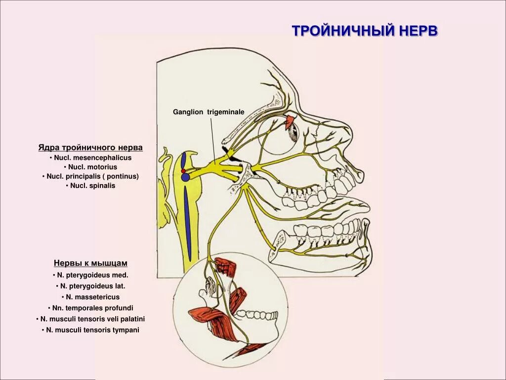 Тройничный черепной нерв. Корешок тройничного нерва анатомия. Тройничный нерв анатомия воспаление. Чувствительный узел тройничного нерва. 2 Ветвь тройничного нерва иннервирует.