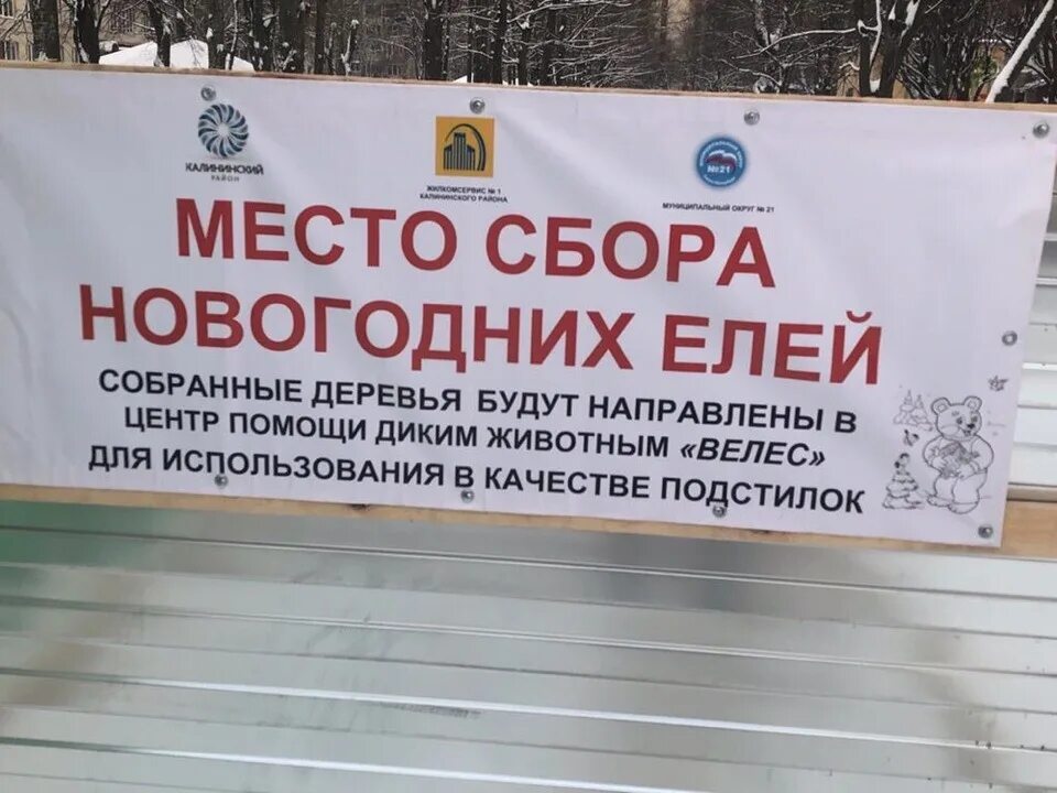 Пункт приёма елок в митино фото. Елка на дворцовой площади 2021. Елки палки и щепа. Елка на дворцовой 2021 в санкт петербурге. Куда сдать елку спб 2024.