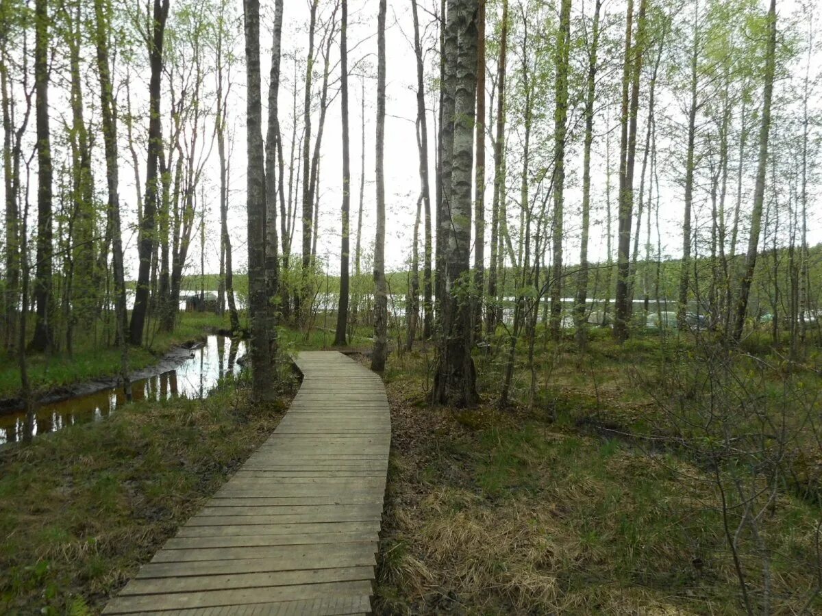 озеро вуокса. ленинградская область база отдыха озеро зеркальное. балахановское озеро. река вуокса. нестеровское озеро ленинградская область.