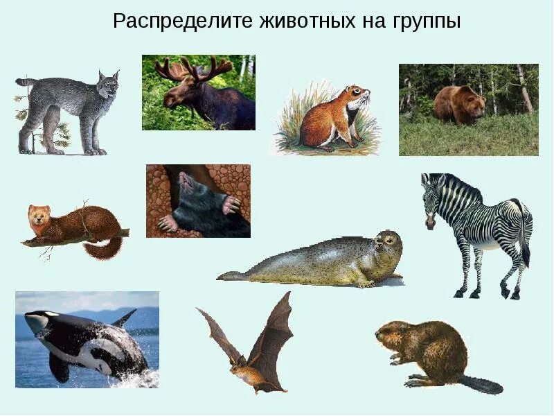 Подберите к каждой группе животных. Млекопитающие разных отрядов. группы животных млекопитающие. распредели животных на группы. экологические группы млекопитающих.