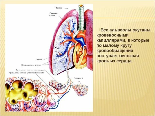Поступление кислорода в альвеолы легких. Строение легких газообмен. газообмен в альвеолах легких. функции легочных пузырьков альвеол. кровоснабжение альвеол.