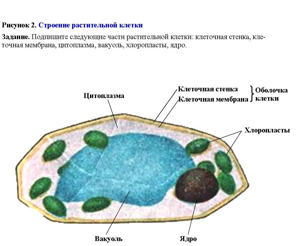 Структура растительной клетки рисунок. Строение клетки растения рисунок. Структура растительной клетки 6 класс биология. Клетка растения 6 класс биология.
