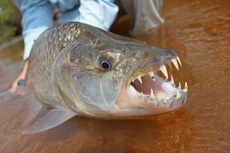 хищная рыба буквы. хищная рыба буквы. морская щука барракуда. хищная рыба буквы. хищная рыба буквы.