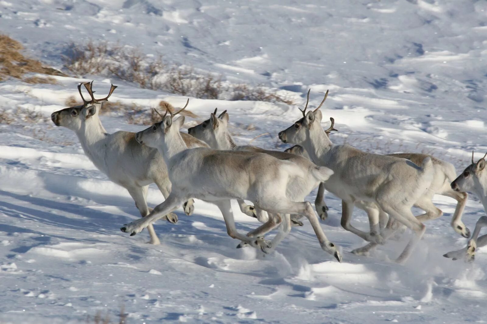 северный олень среда обитания. среда обитания северного оленя. среда обитания северного оленя. дикий северный олень в тундре. кузнецкий алатау заповедник северный олень.