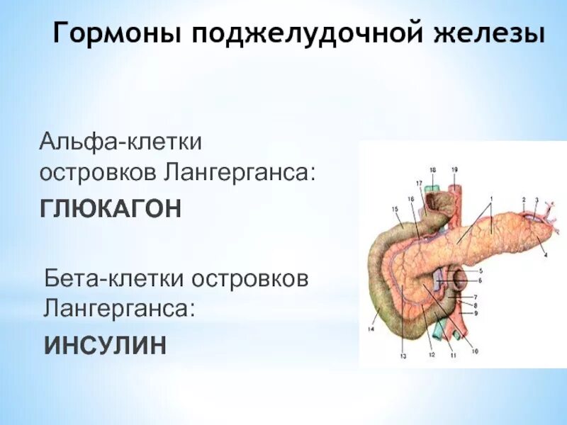 В островках лангерганса синтезируется глюкагон. Диффузные изменения поджелудочной железы. Клетки поджелудочной железы вырабатывающие инсулин. Альфа клетки островков лангерганса продуцируют. Клетки островков поджелудочной железы.