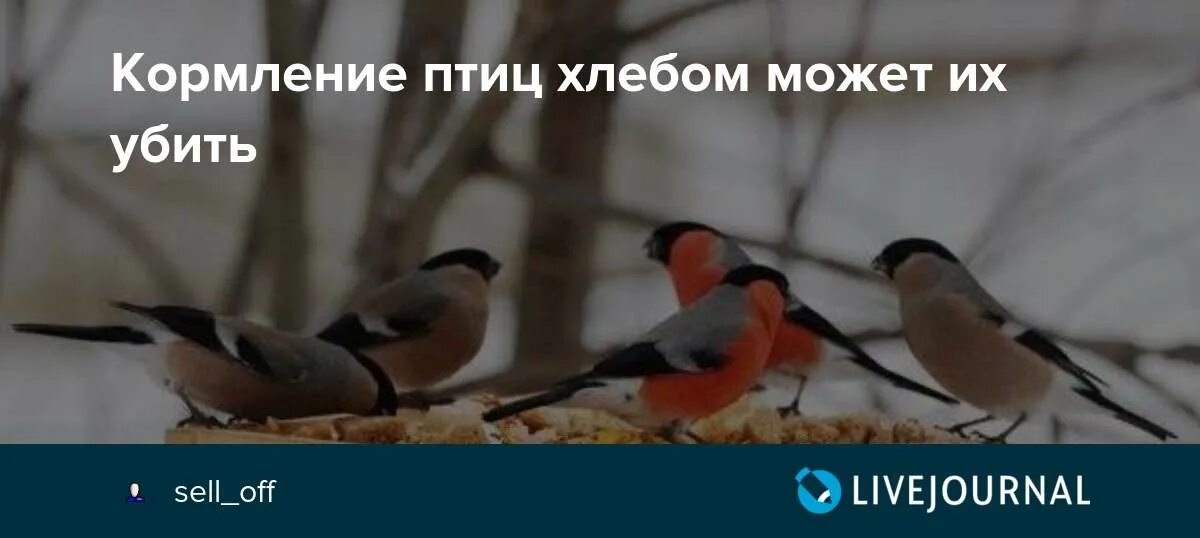 Можно кормить птиц белым хлебом зимой. Хлеб для птиц. кормление птиц хлебом. не кормите птиц хлебом. почему нельзя кормить птиц хлебом.