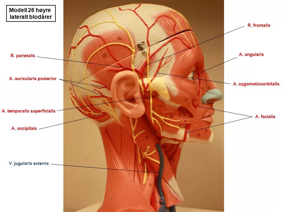 A temporalis superficialis. Щечная область лицевая артерия. Височная артерия анатомия. Поверхностная височная артерия анатомия. Темпоралис суперфициалис.