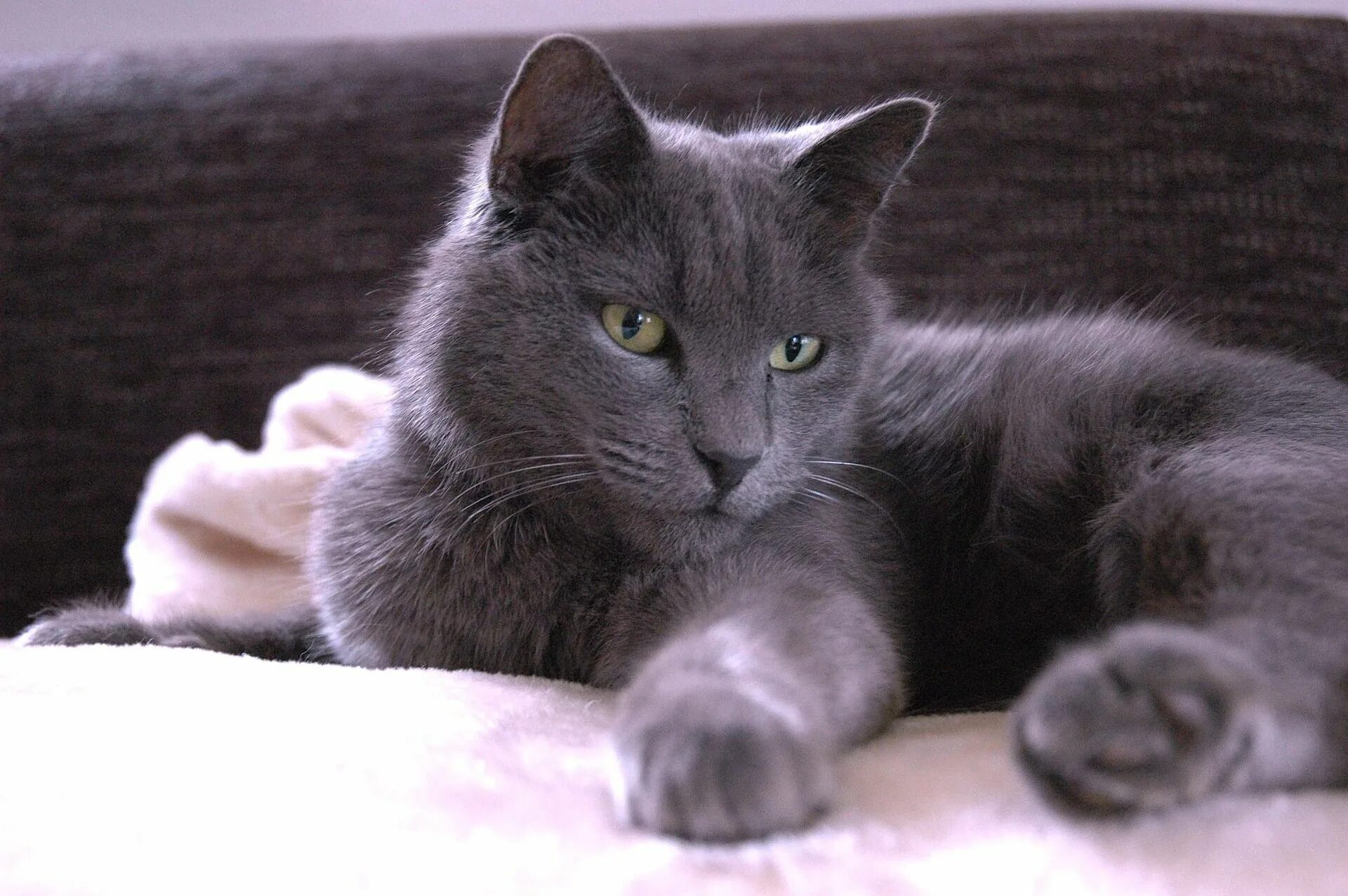 Кошки отзывы. Корат шартрез Картезианская кошка. Корат Нибелунг. Картезианская кошка голубая. Шартрез длинношерстный.