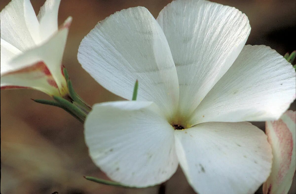 Flor blanca grande - Details 100 flor cala blanca.