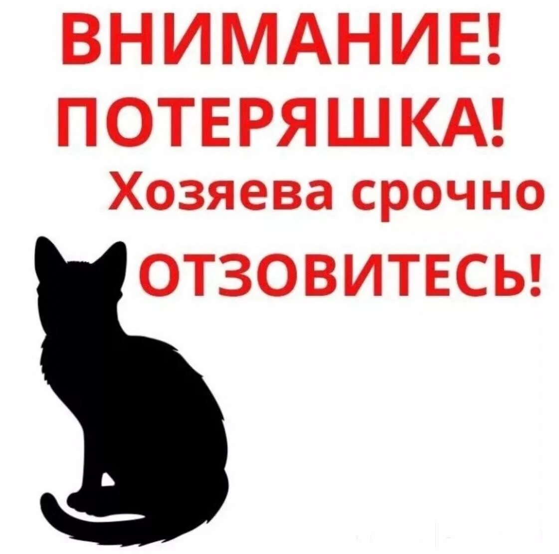 Внимание потеряшка. Внимание найден кот. Котенок потеряшка. Кто потерял кота.