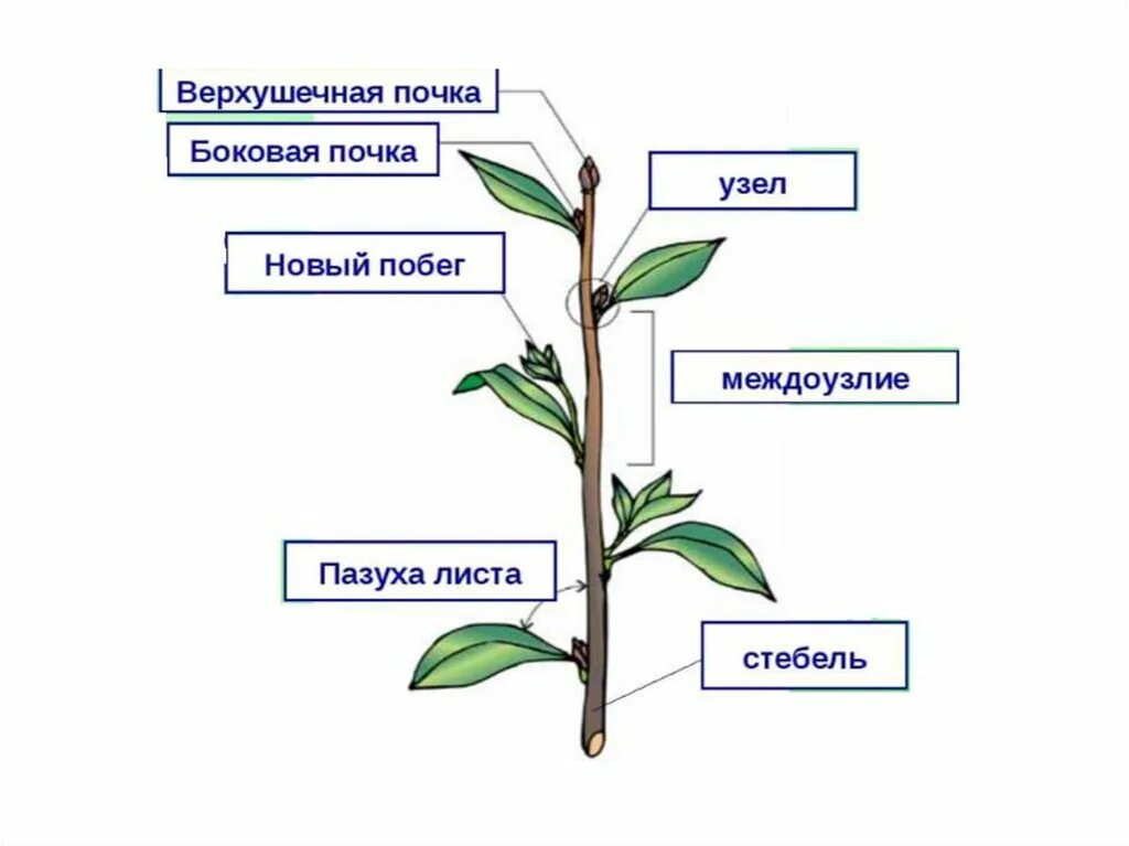 Назовите части побегов. Междоузлие, побег, стебель. Строение побега черешок. Побег стебель почки. Внешнее строение побега растений.