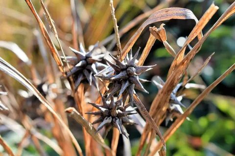 Dried plants