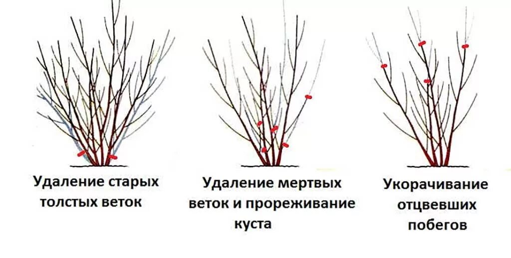 Можно ли обрезать сирень. Обрезка форзиции весной схема. Схема обрезки сирени после цветения. Обрезка форзиции осенью схема. Форзиция кустарник обрезка весной.