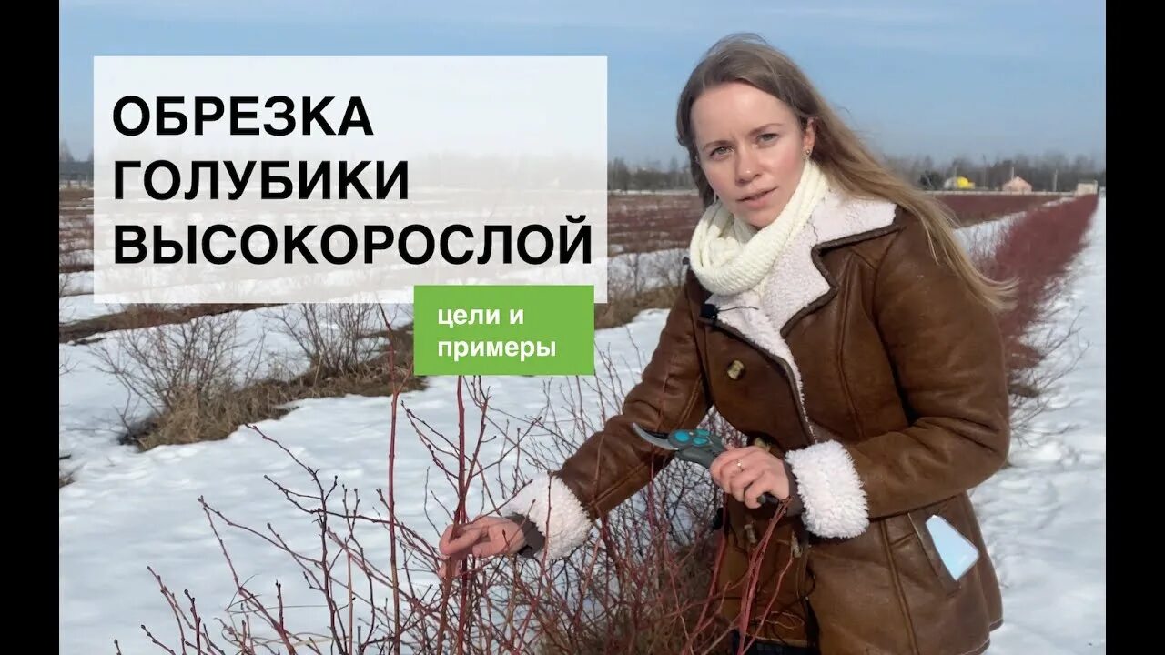 Как обрезать голубику на зиму. Обрезка голубики. схема обрезки голубики. как обрезать голубику весной. надо ли обрезать голубику.