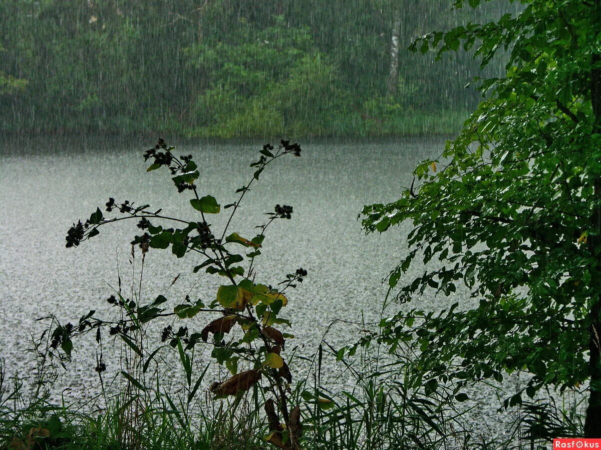 дождь на озере. осадки в озерах. дождь над озером. лес река дождь. дождь фото.