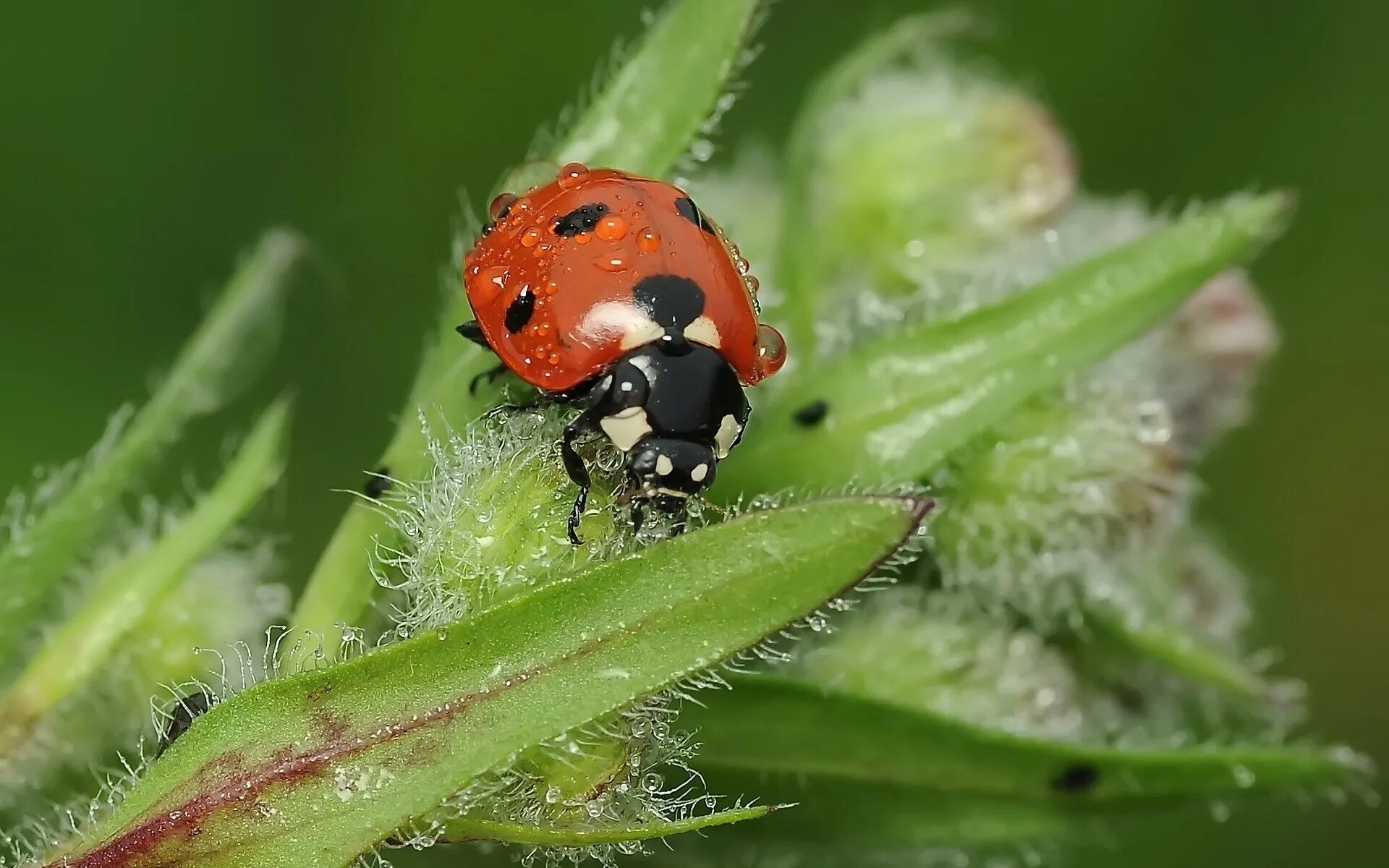 Коровка растение. Жесткокрылые Божья коровка. Ladybird Божья коровка. Паук Божья коровка. Божья коровка на растении.