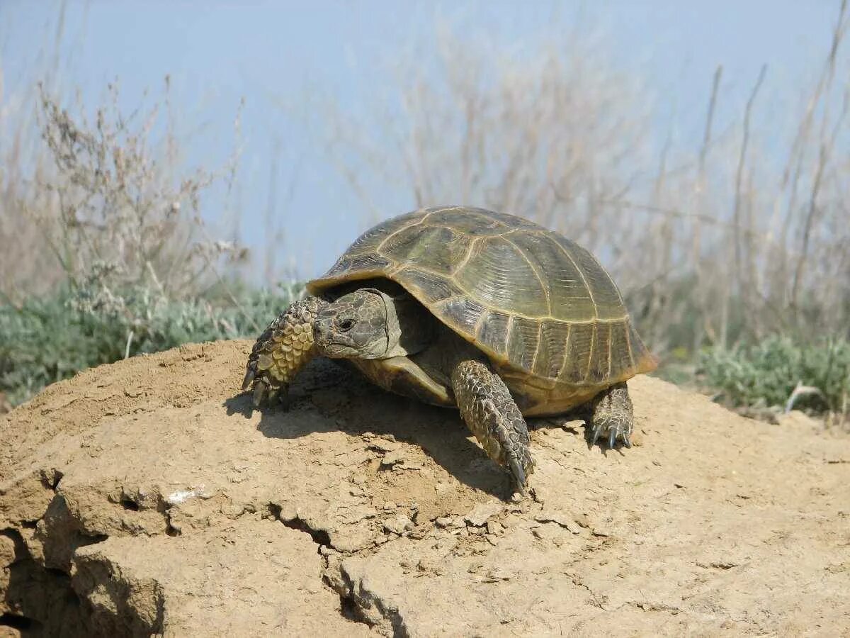 Араканская лесная черепаха. Geochelone pardalis. Земная черепаха. Морская болотная черепаха. Черепах узбеки.