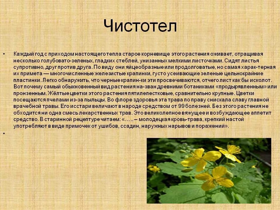 Чистотел трава внутрь. Лекарственные растения чистотел. Чистотел большой лекарственное растение. Чистотел описание растения. Чистотел доклад.