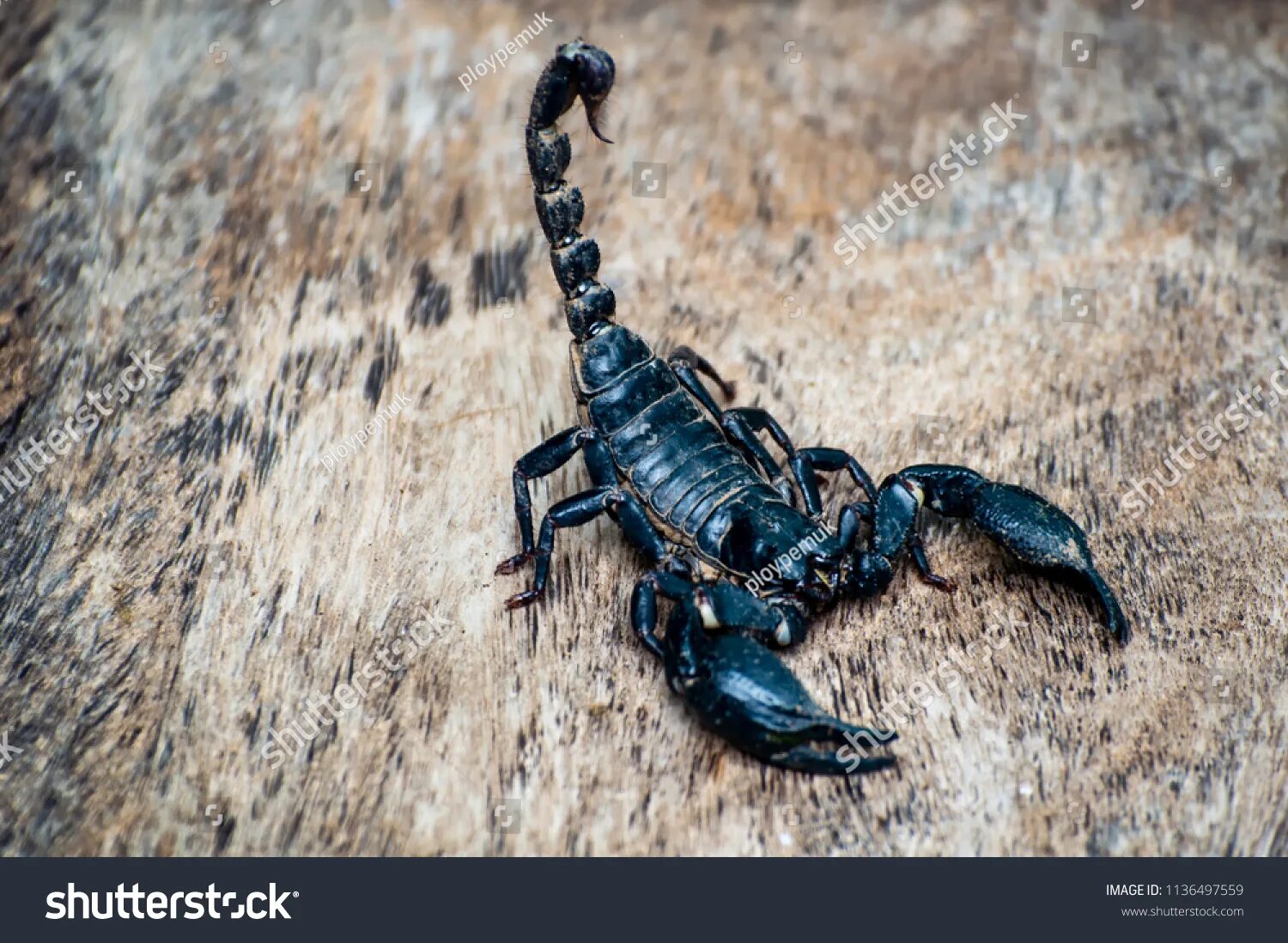 Poisonous and Dangerous Scorpion in the World T Talks - YouTube