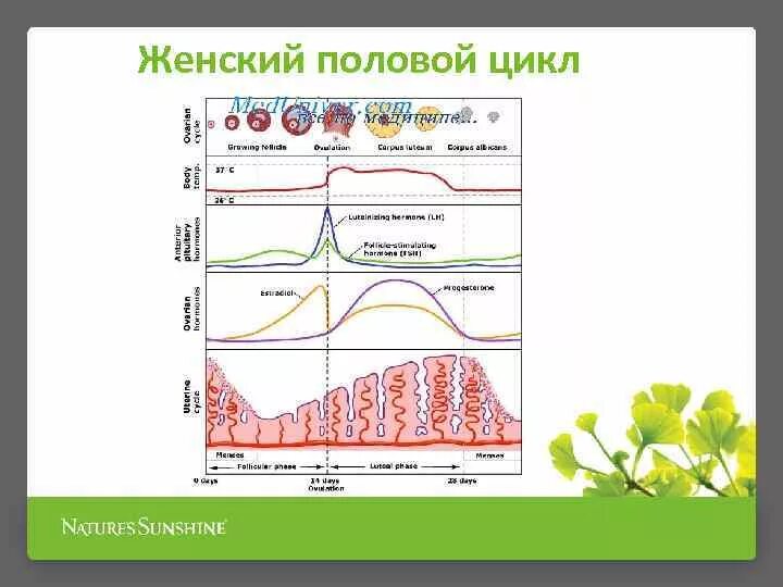 Этапы полового цикла. Женский половой цикл. Схема женского полового цикла. Женский половой цикл фазы. Женский цикл схема.