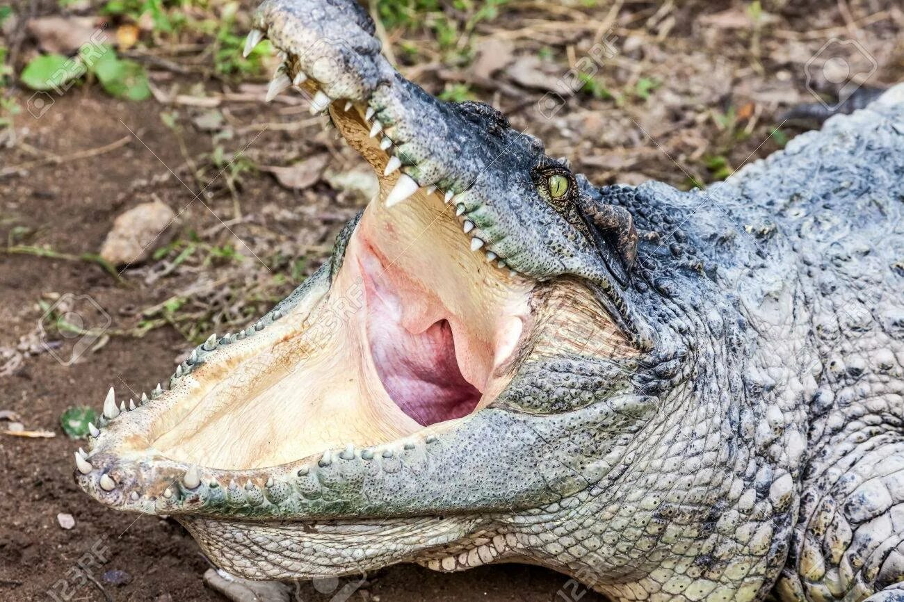 Крокодилы открывают рот. Крокодил с ра крытой пастью. Крокодил с открытым ртом. Крокодил с открытой пастью.
