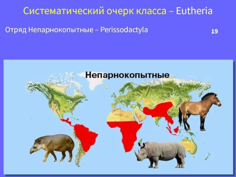 Место обитания парнокопытных. Ареал распространения непарнокопытных. Отряд непарнокопытные. Непарнокопытные распространение. Отряд непарнокопытные место обитания.