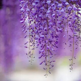 Yes you can wisteria