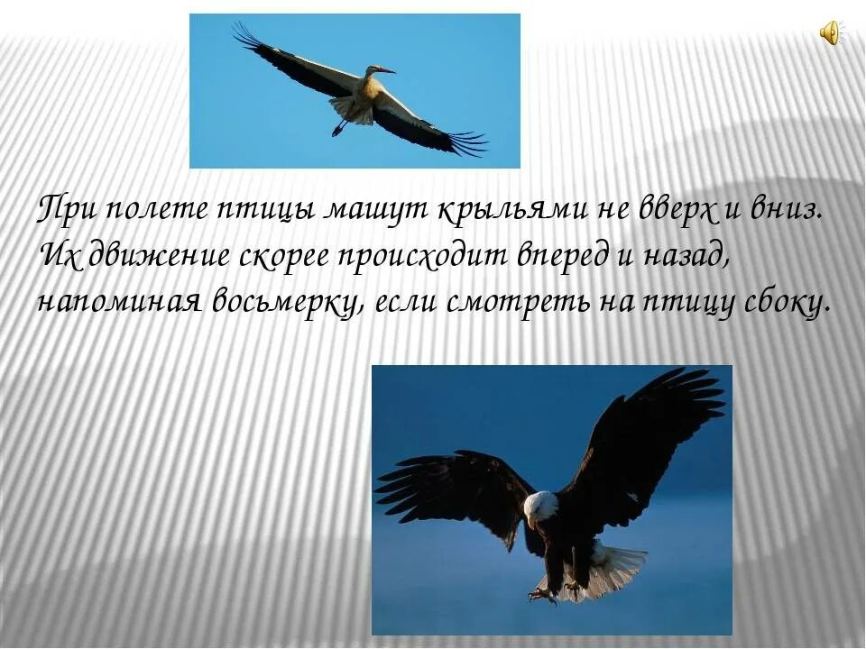 Способность птиц летать всегда привлекала человека основная. Машущий полет птиц. Интересное из жизни птиц. Птица машет крыльями. Птицы Неле ающие.