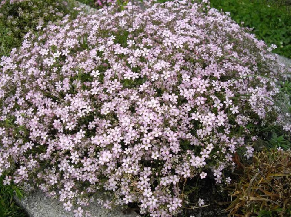 Качим гипсофила. Гипсофила ползучая. Гипсофила ползучая (Gypsophila repens). Гипсофила ползучая Филоу Роуз. Гипсофила розовая многолетняя